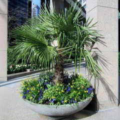 Palma MROZOODPORNA do ogrodu - Trachycarpus fortunei