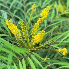 Mahonia GANGPINENSIS krzew sadzonki - zimozielona