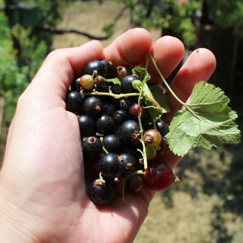 Czarna porzeczka TRITON - sadzonki z gołym korzeniem