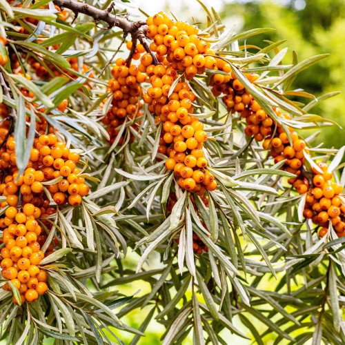 Rokitnik pospolity, zwyczajny FRIESDORFER ORANGE - roślina sadzonki