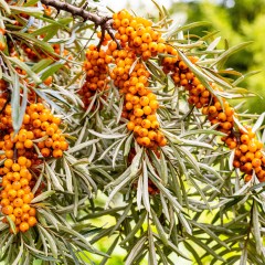 Rokitnik pospolity, zwyczajny FRIESDORFER ORANGE - roślina sadzonki