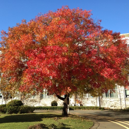 Pistacja CHIŃSKA - sadzonka 2 l