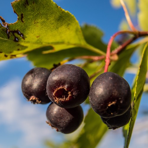 Świdośliwa olcholistna AMELA sadzonki drzewko - NOWA odmiana