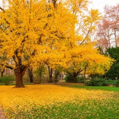 MIŁORZĄB japoński, dwuklapowy drzewo - ginkgo biloba