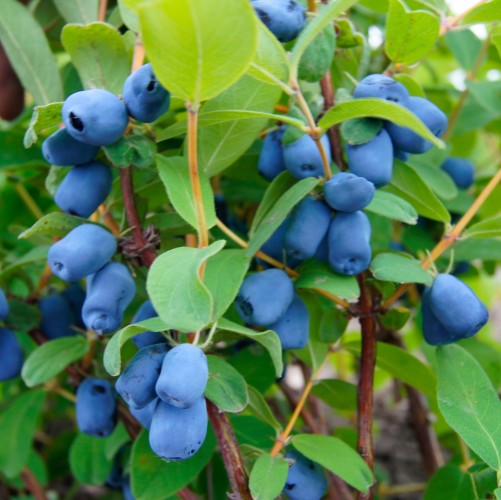 Jagoda kamczacka HONEYBEE borówka kaukaska - sadzonki 2, 3 letnie