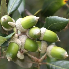 Dąb OSTROLISTNY - drzewo sadzonki