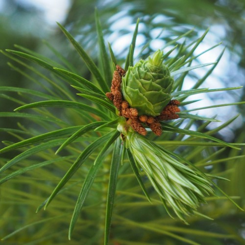 KUNINGAMIA chińska (stroigła chińska) - sadzonka 2 l