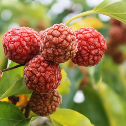 Morwa CHIŃSKA, drzewo malinowe - kurdania