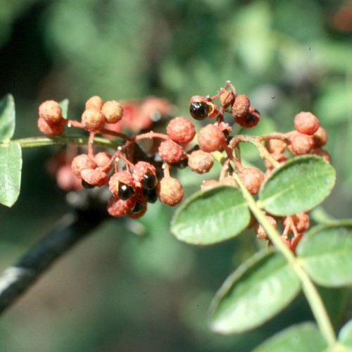 Pieprz SYCZUAŃSKI amerykański sadzonki - krzew żółtodrzew amerykański