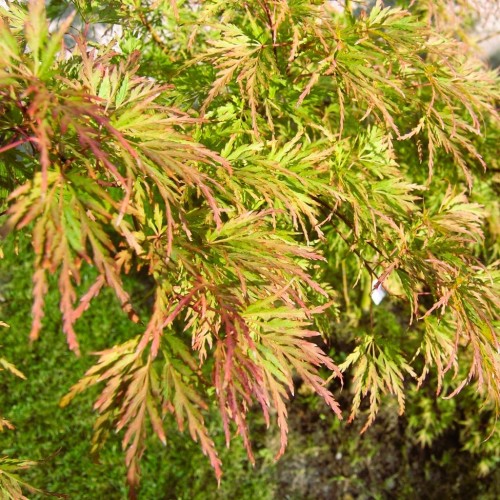 Klon palmowy SEIRYU drzewo - ozdobny sadzonka