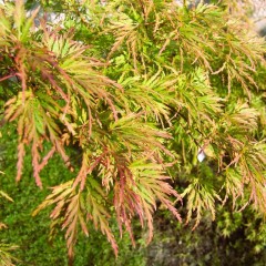 Klon palmowy SEIRYU drzewo - ozdobny sadzonka