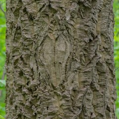 Korkowiec AMURSKI sadzonki - kora ziołem MEDYCYNY CHIŃSKIEJ