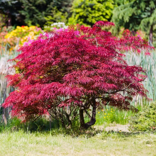 Klon palmowy ORANGEOLA drzewo - ozdobny czerwony sadzonka