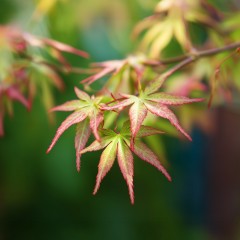 Klon palmowy BI HOO drzewo - ozdobny wielobarwny sadzonka