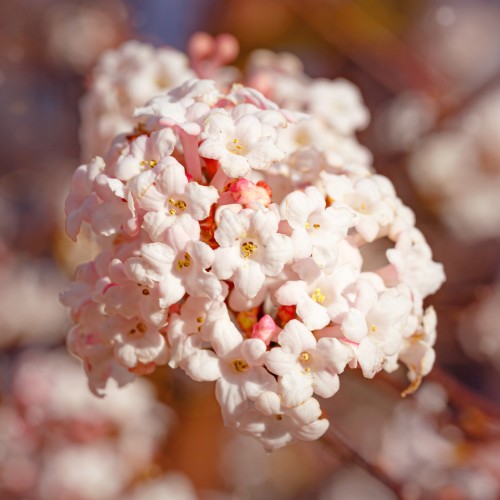 Kalina bodnantska DAWN - sadzonka 2 l