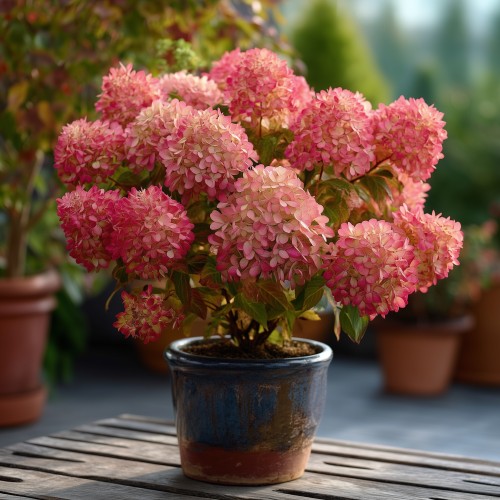 Hortensja bukietowa PETITE CHERRY - sadzonka 3 l