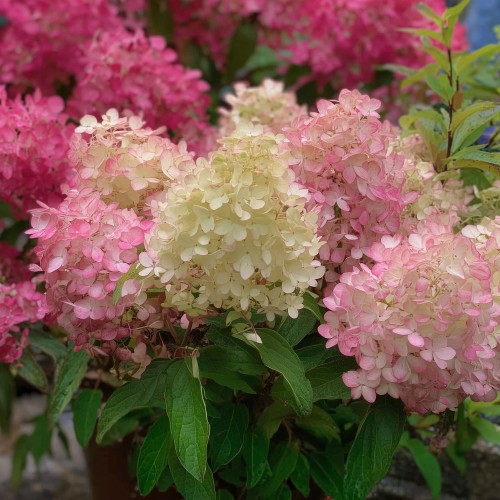 Hortensja bukietowa PETITE FLORI - sadzonka 3 l