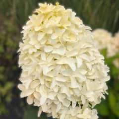 Hortensja bukietowa SKYFALL - sadzonka 3 l