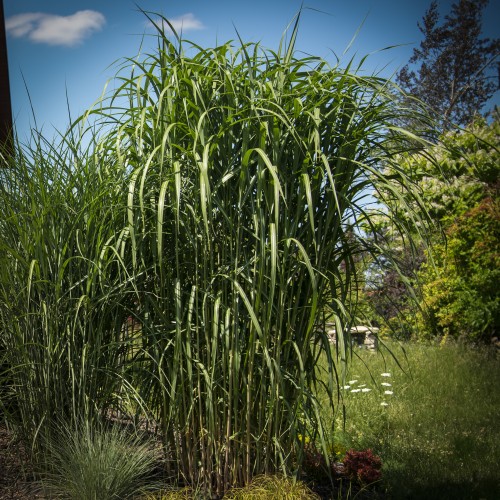 Miskant olbrzymi GIGANTEUS – sadzonka 2 l