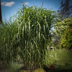Miskant olbrzymi GIGANTEUS – sadzonka 2 l