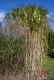Miskant olbrzymi GIGANTEUS – sadzonka 2 l