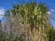 Miskant olbrzymi GIGANTEUS – sadzonka 2 l