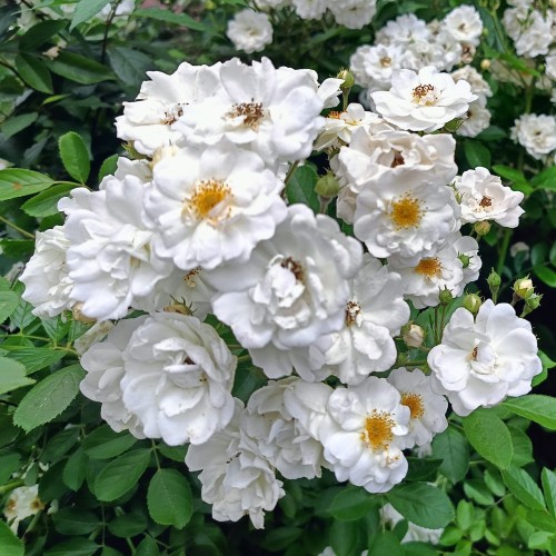 Róża okrywowa WHITE FAIRY - sadzonka 2 l