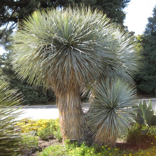 Juka ogrodowa ROSTRATA - sadzonka 1,5 l