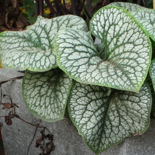 Brunera wielkolistna SEA HEART - sadzonka 2 l