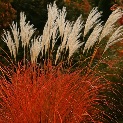 Miskant DRONNING INGRID - szybko zakwita