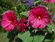 Hibiskus bagienny, bylinowy, błotny LARGE LOLLIPOP - sadzonka