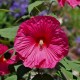 Hibiskus bagienny, bylinowy, błotny LARGE LOLLIPOP - sadzonka