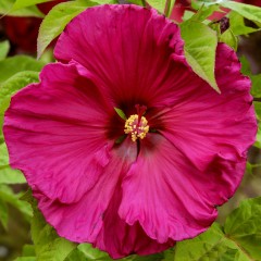 Hibiskus bagienny, bylinowy, błotny LARGE LOLLIPOP - sadzonka