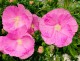 Hibiskus bagienny, bylinowy, błotny PINK WHEEL - sadzonka