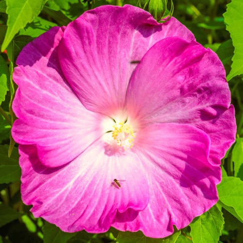 Hibiskus bagienny, bylinowy, błotny PINK WHEEL - sadzonka