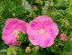 Hibiskus bagienny, bylinowy, błotny PINK WHEEL - sadzonka