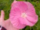 Hibiskus bagienny, bylinowy, błotny PINK WHEEL - sadzonka