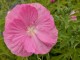Hibiskus bagienny, bylinowy, błotny PINK WHEEL - sadzonka