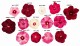 Hibiskus bagienny, bylinowy, błotny PINK WHEEL - sadzonka