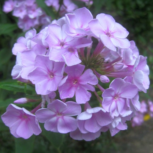 Floks wiechowaty, płomyk OPENING ACT BLUSH - sadzonka 1,5 L