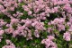 Lilak, bez Meyera FLOWERFESTA PINK - sadzonka