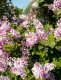 Lilak, bez Meyera FLOWERFESTA PINK - sadzonka