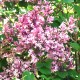 Lilak, bez Meyera FLOWERFESTA PINK - sadzonka