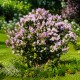 Lilak, bez Meyera FLOWERFESTA PINK - sadzonka