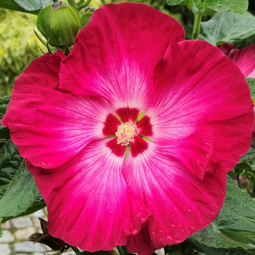 Hibiskus bagienny, bylinowy, błotny RED JAKE - sadzonka