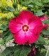 Hibiskus bagienny, bylinowy, błotny RED JAKE - sadzonka