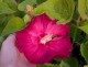 Hibiskus bagienny, bylinowy, błotny RED JAKE - sadzonka
