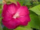 Hibiskus bagienny, bylinowy, błotny RED JAKE - sadzonka