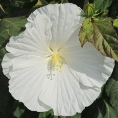 Hibiskus bagienny, bylinowy, błotny WHITE ANGEL - sadzonka