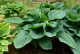 Funkia, hosta ogrodowa ELEGANS - sadzonka